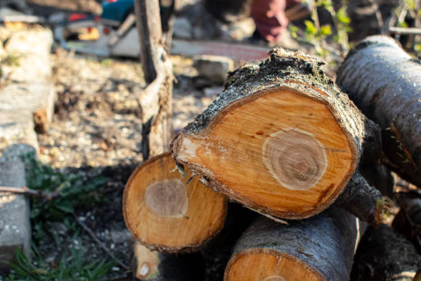 Best Tree Trimming and Pruning  in Trinity, AL