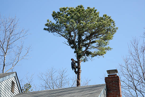 Best Tree Disease Treatment  in Trinity, AL